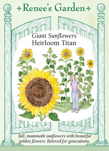 Seed packet artwork for Renee’s Garden Seeds. Packet reads: Giant Sunflowers, Heirloom Titan. Tall, mammoth sunflowers with beautiful golden flowers. Beloved for generations. Watercolor illustrations of Giant Sunflowers and a person standing next to them for scale.