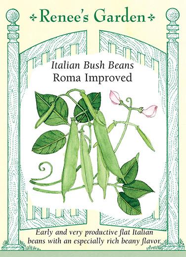 Seed packet artwork for Renee’s Garden Seeds. Packet reads: Italian Bush Beans, Roma Improved. Early and very productive flat Italian beans with an especially rich beany flavor. Watercolor illustration of four bean pods, vine and pink flowers.