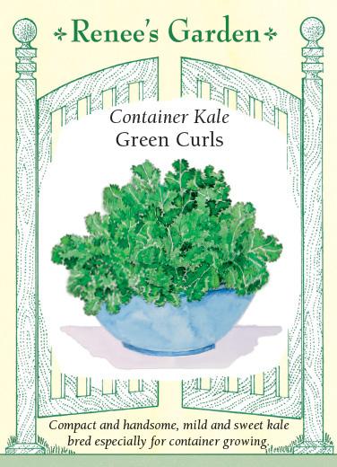 Seed packet artwork for Renee’s Garden Seeds. Packet reads: container Kale, green curls. Compact and handsome, mild and sweet kale bred especially for container growing. Watercolor illustration of a blue bowl of curly kale leaves.