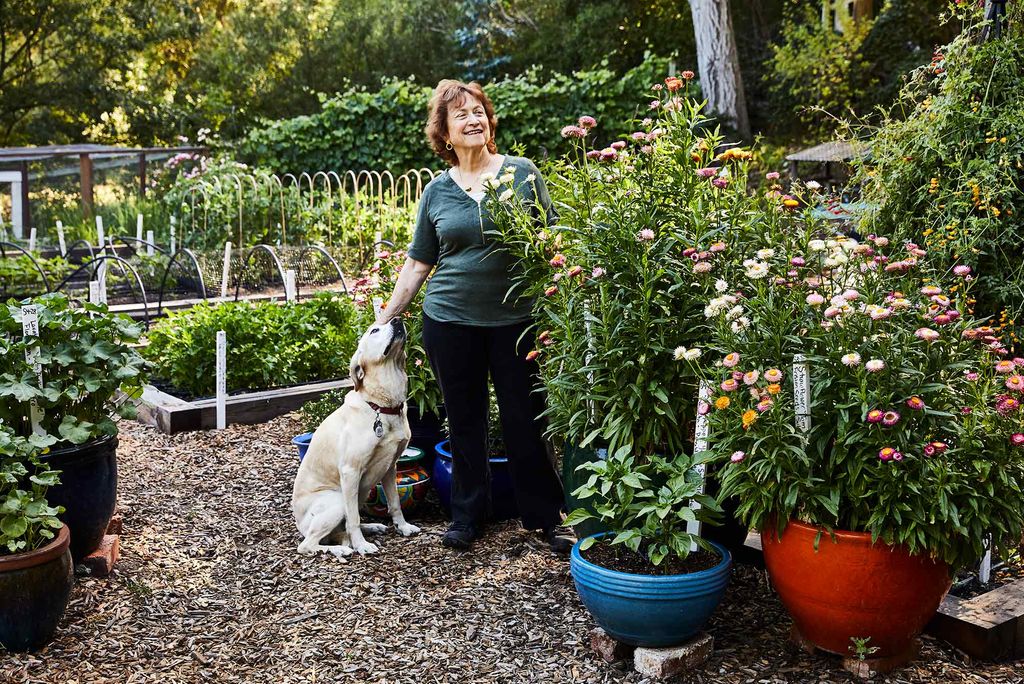 BU alum Renee Shepherd, founder of seed company Renee’s Garden, at her test gardens in Felton, California. She stands petting a dog to her right and smiles, with lots of flowers and plants around.