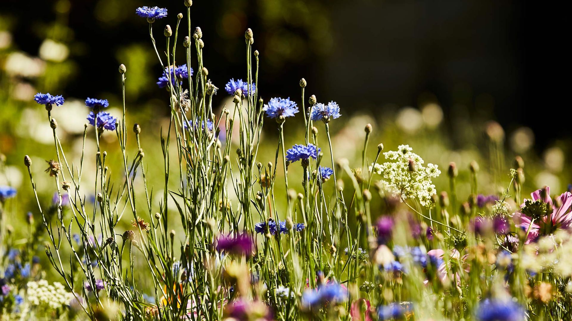 Photograph of BU alum Renee Shepherd's garden. Pictured are a field of lavender and white colored flowers.