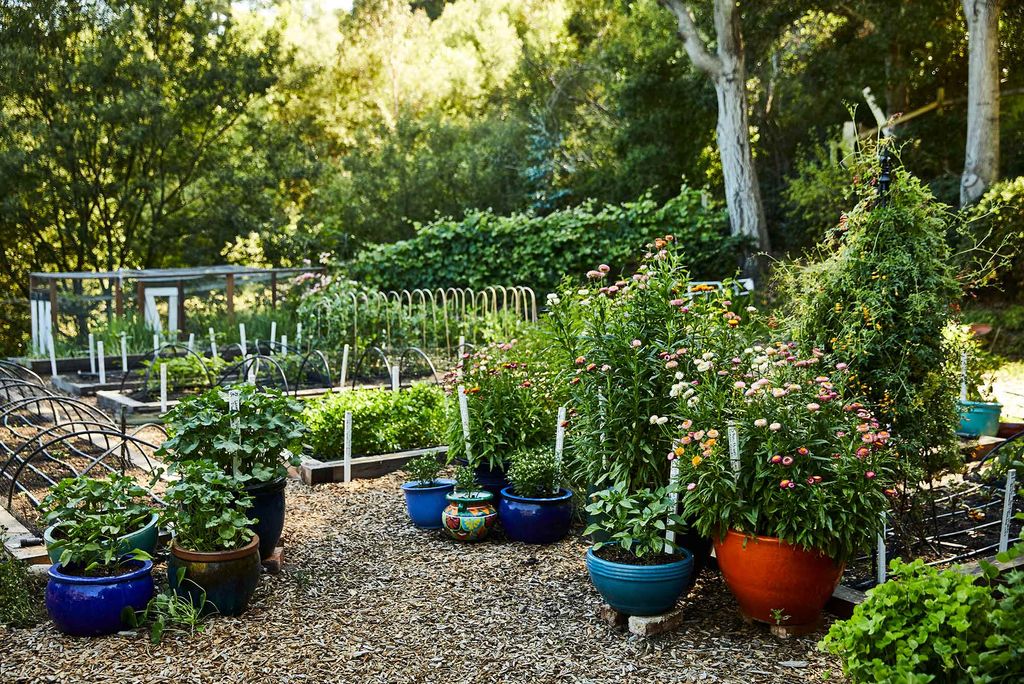 Renee Shepherd's trial garden, a four-acre test garden outside her back door in Felton, California in the Santa Cruz mountains. A mulched path weaves between pots and beds of flowers and other plants.