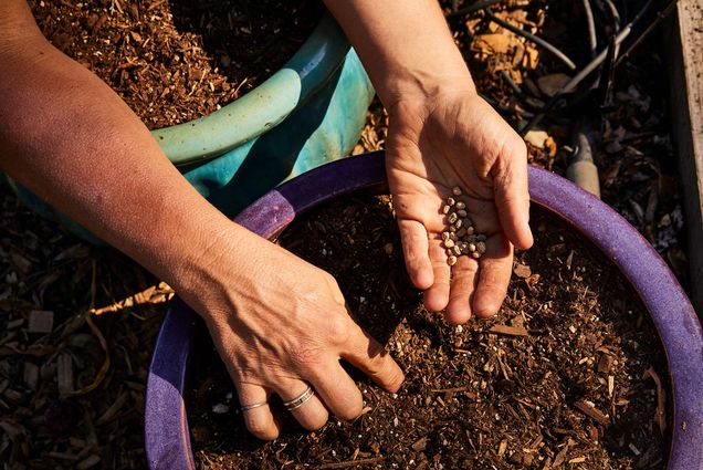 BU alum Renee Shepherd, founder of seed company Renee’s Garden, at her test gardens in Felton, California. In the photo, her two hands near a pot of soil are seen, one hand digs in the soil while the other holds seeds.