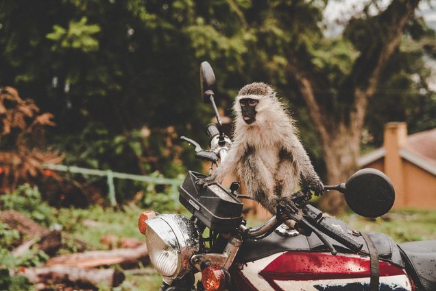 Photo of a monkey sitting on a motorcycle. Trees are seen in the background.
