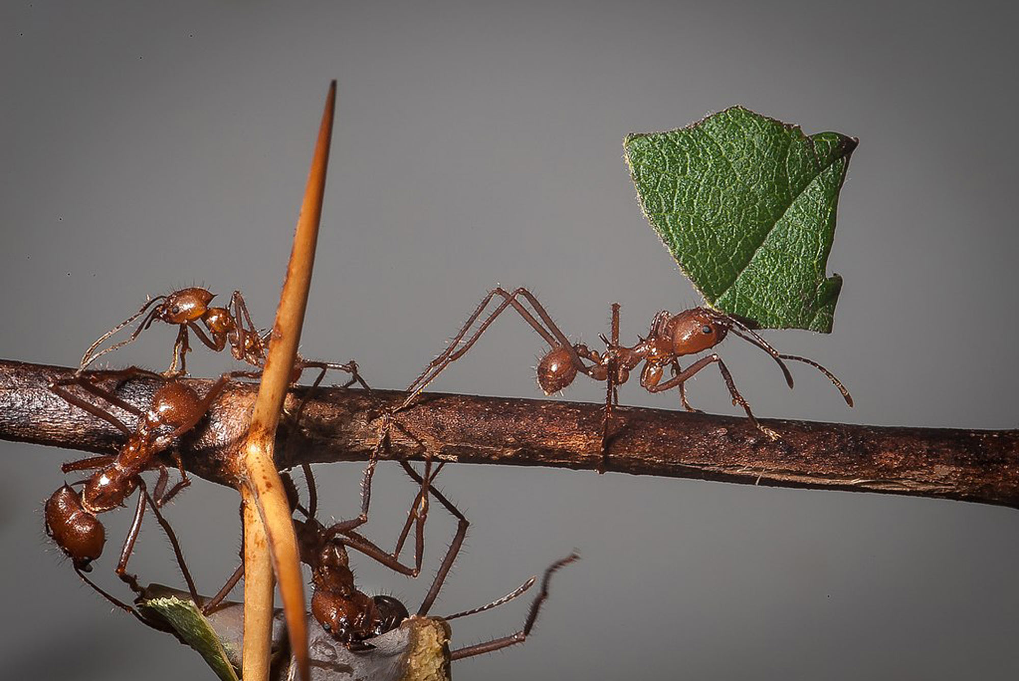 How Ants Figured Out Farming Millions of Years Before Humans - The