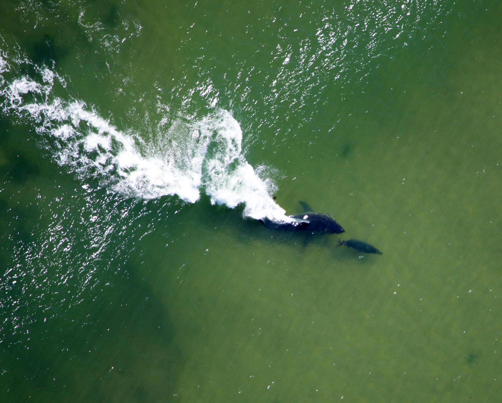 White Sharks Are Here To Stay In New England The Brink Boston University