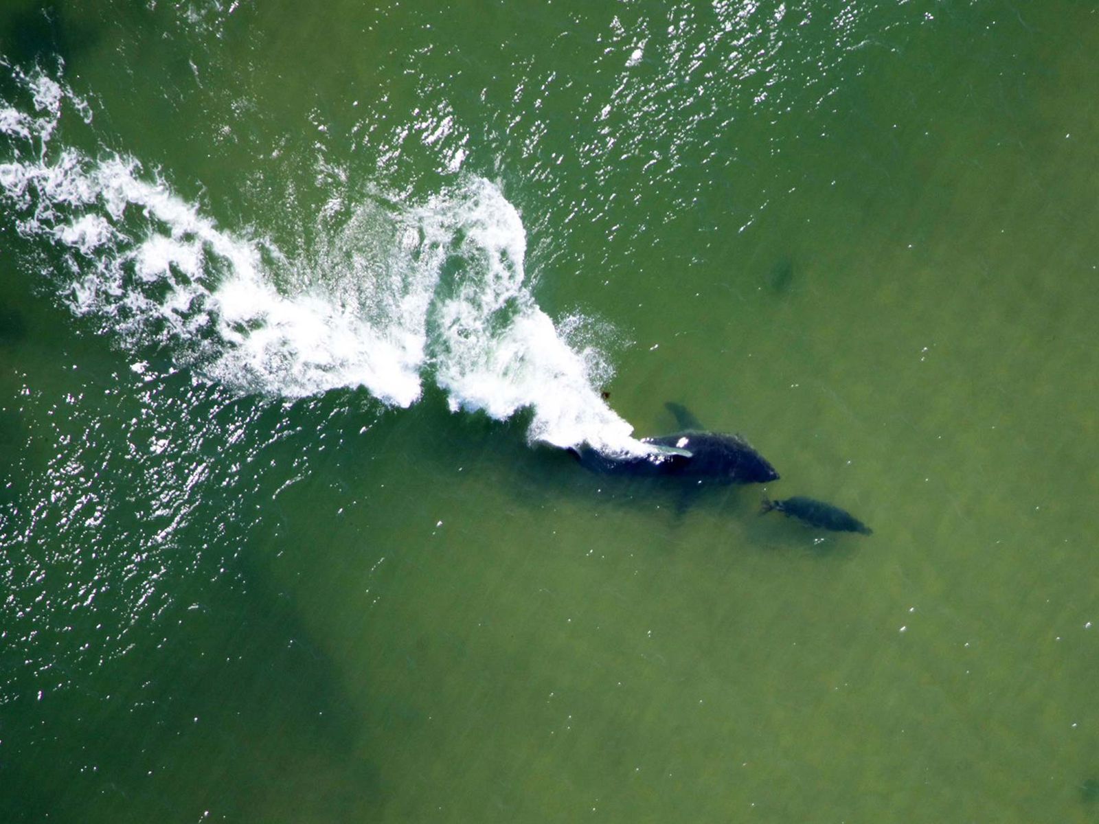 White Sharks Are Here to Stay in New England The Brink Boston University image pic