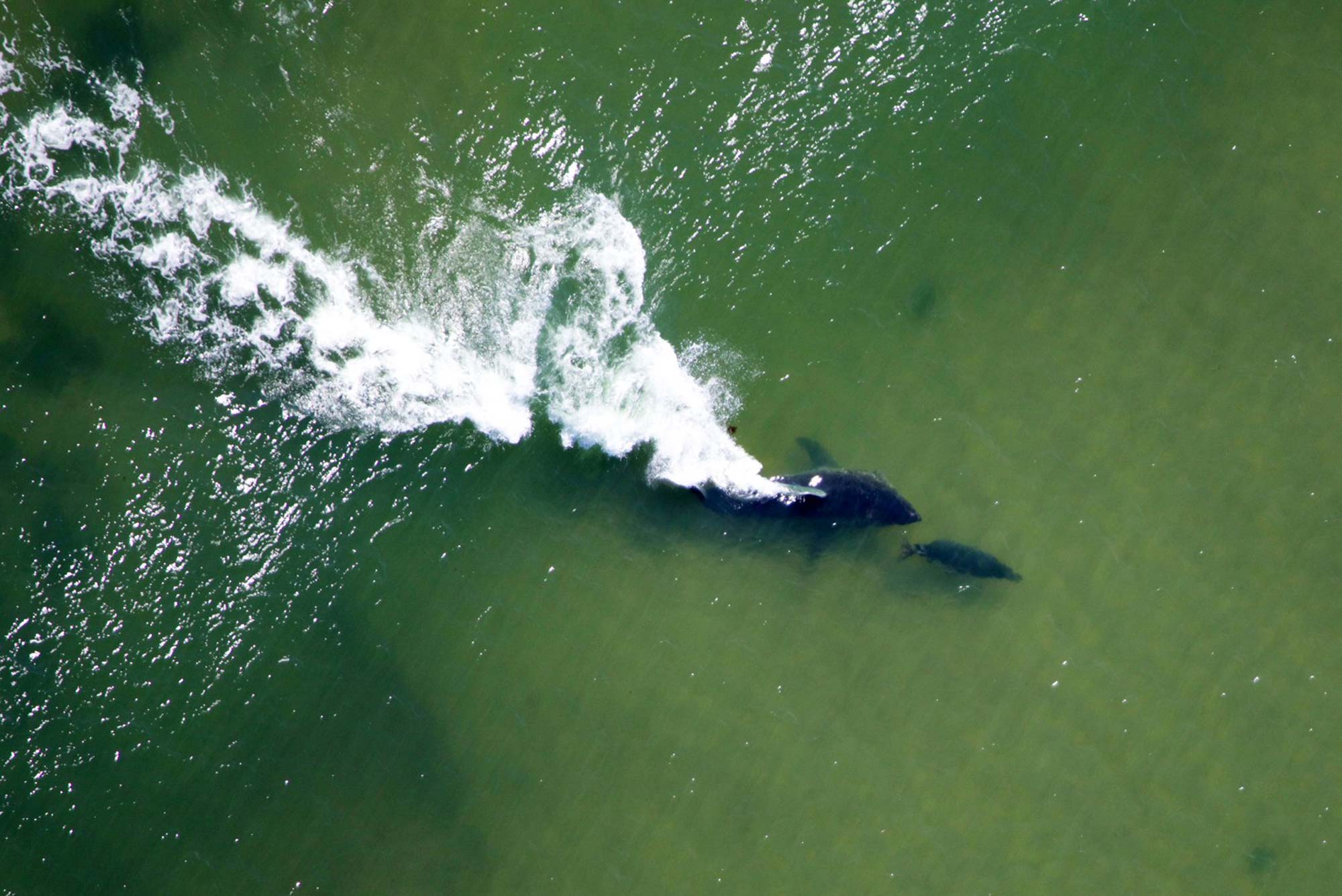 White Sharks Are Here to Stay in New England The Brink Boston University pic