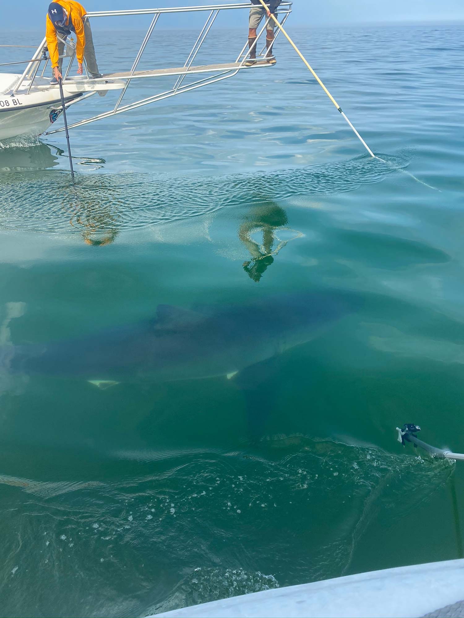 Greg Skomal and the Atlantic White Shark Conservancy research team film a Great White shark swimming off the shore of Cape Cod