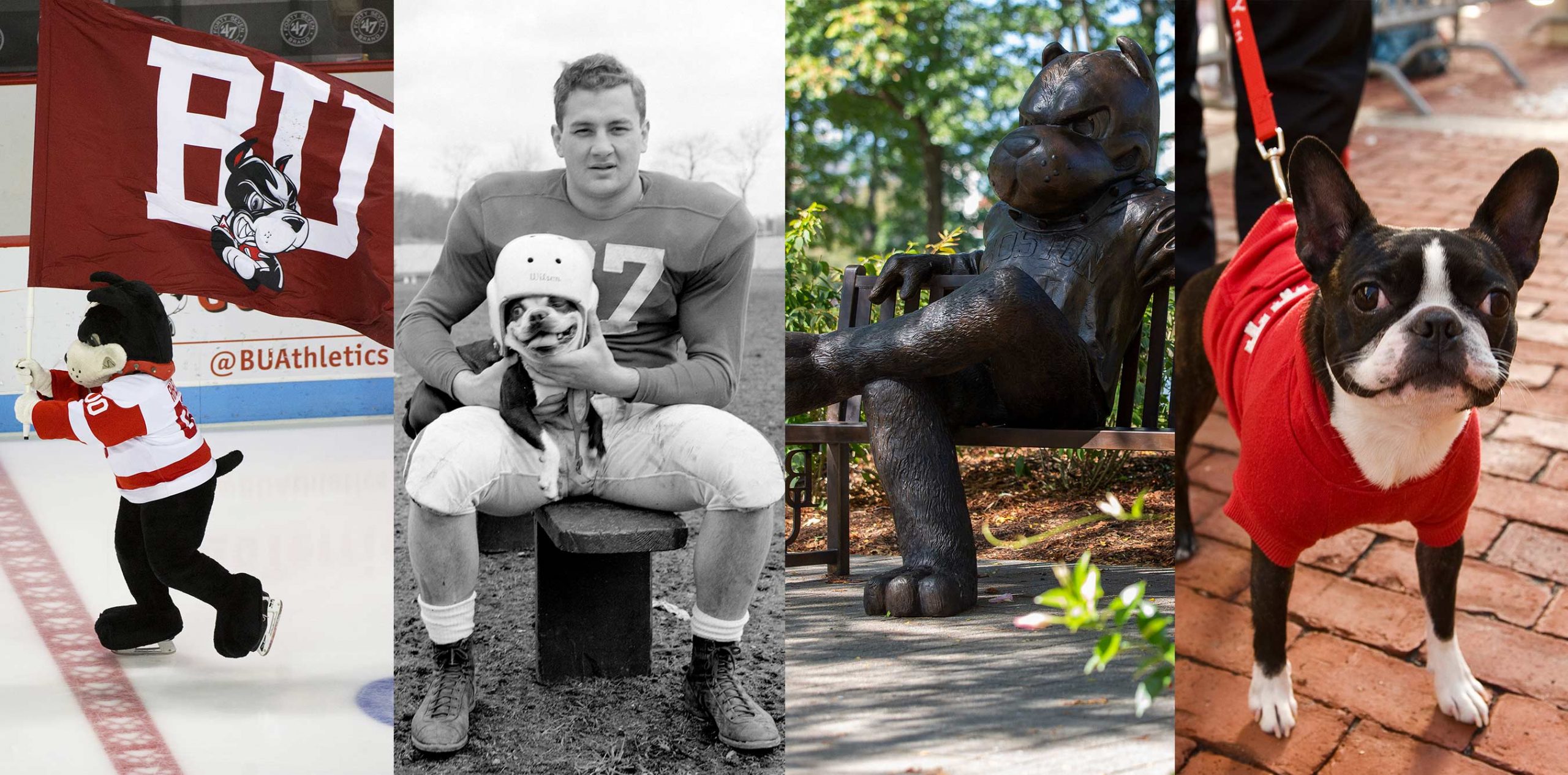 A composite image showing the BU Terriers mascot through the years: Rhett skates with a BU flag before a hockey game against Boston College in Men’s Hockey at Agganis Arena in 2015, photo by Andy Costello; football player Ray Cataloni holds a Terrier mascot in 1953, before the Rhett name, photo by Boston University Photography; the Rhett Bench during Alumni Weekend in 2019, photo by Katherine Taylor for Boston University Photography; Rhett watches Winterfest ice sculpting in 2010, photo by Kalman Zabarsky for Boston University Photography.