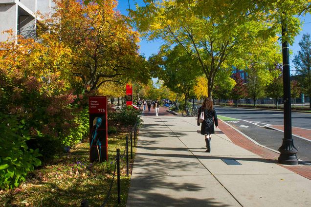 Photo of a student walking down Comm Ave, the trees that line the street have yellow and orange leaves.