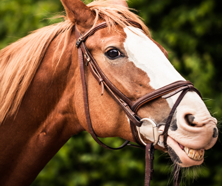 animals smiling