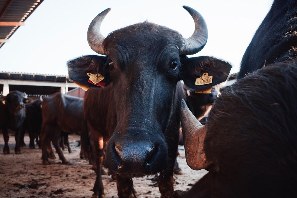 A photo of a water buffalo looking into the camera