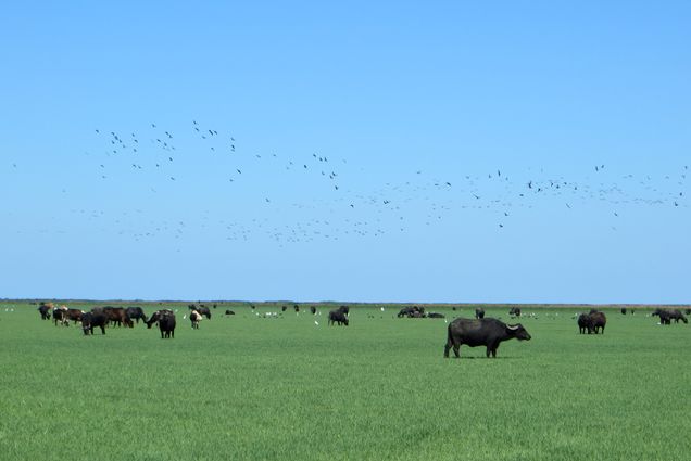 A photo of water buffalo grazing