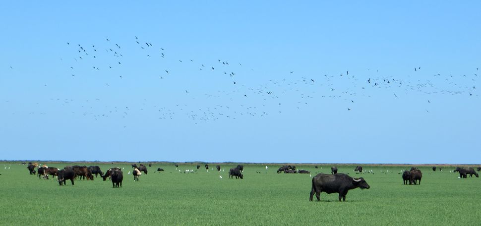 A photo of water buffalo grazing