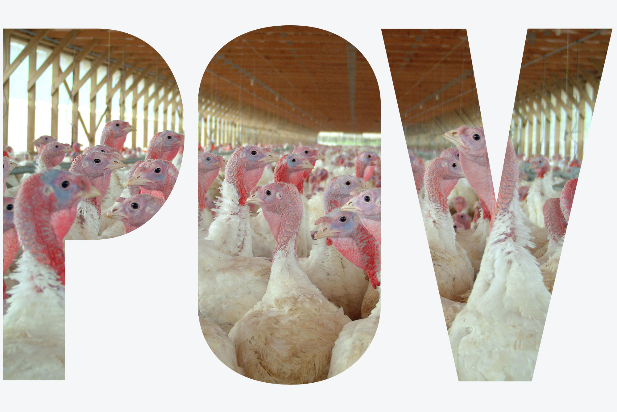 Photo of a large group of turkeys in a confined structure. The turkeys have white feathers and pinkish blue heads. Overlay reads "POV"