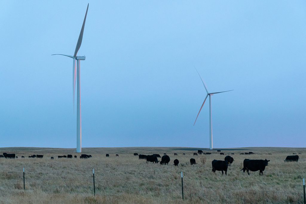 Photo of two large white wind turbines in South Dakota. Black angus cows are seen grazing in a field in the foreground.