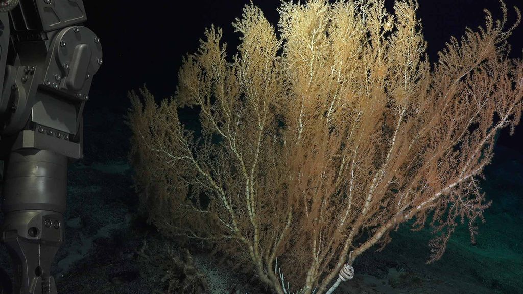 The arm of ROV SuBastian about to take a sample of bamboo coral