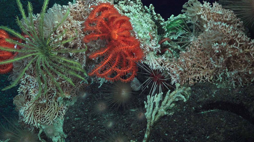 Detail photo of orange and green deep sea hard corals in the Phoenix Islands Protected Area