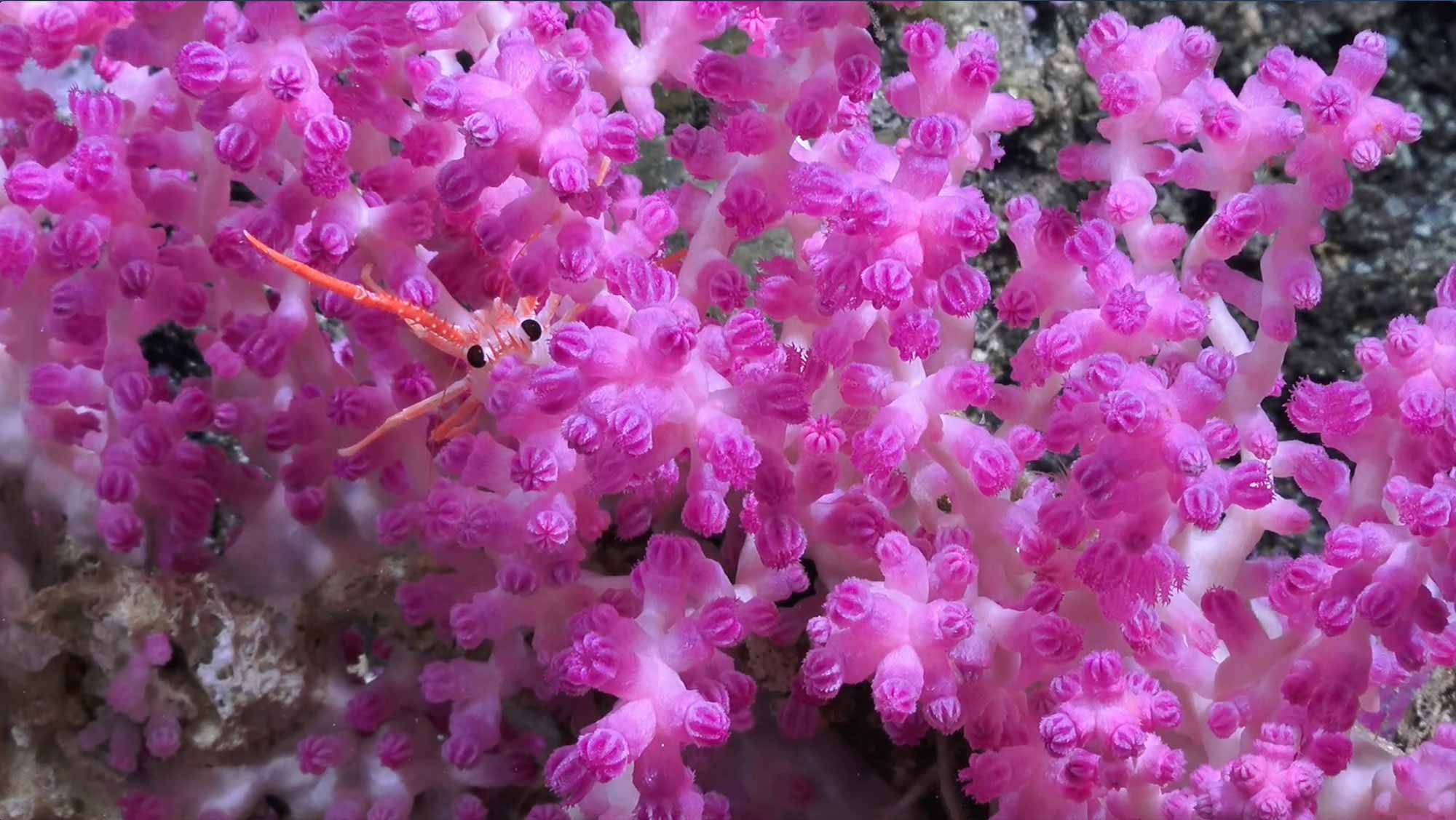 Detail photo of a fluorescent pink deep sea soft coral with a squat lobster peaking out from inside the coral