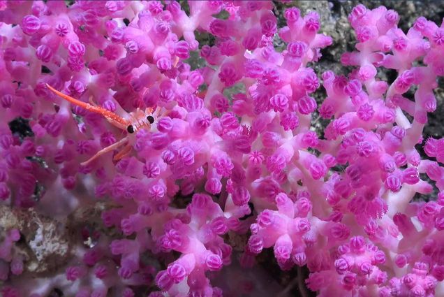 Detail photo of a fluorescent pink deep sea soft coral with a squat lobster peaking out from inside the coral