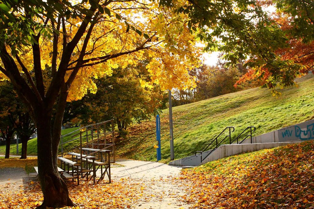 Photo of Ringer Park during the Fall; orange leaves fall from a tree onto the pathway and bleachers. 