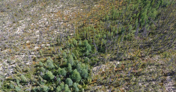 Northern Forest Fires Could Accelerate Climate Change - Vimarsana News