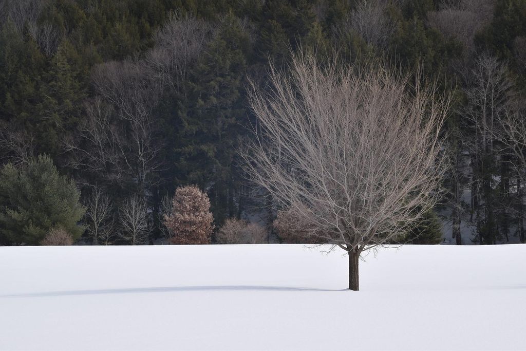 Photo of a lone, leaf-less tree in a snow field. A dense winter forest is seen on the far side of the field.