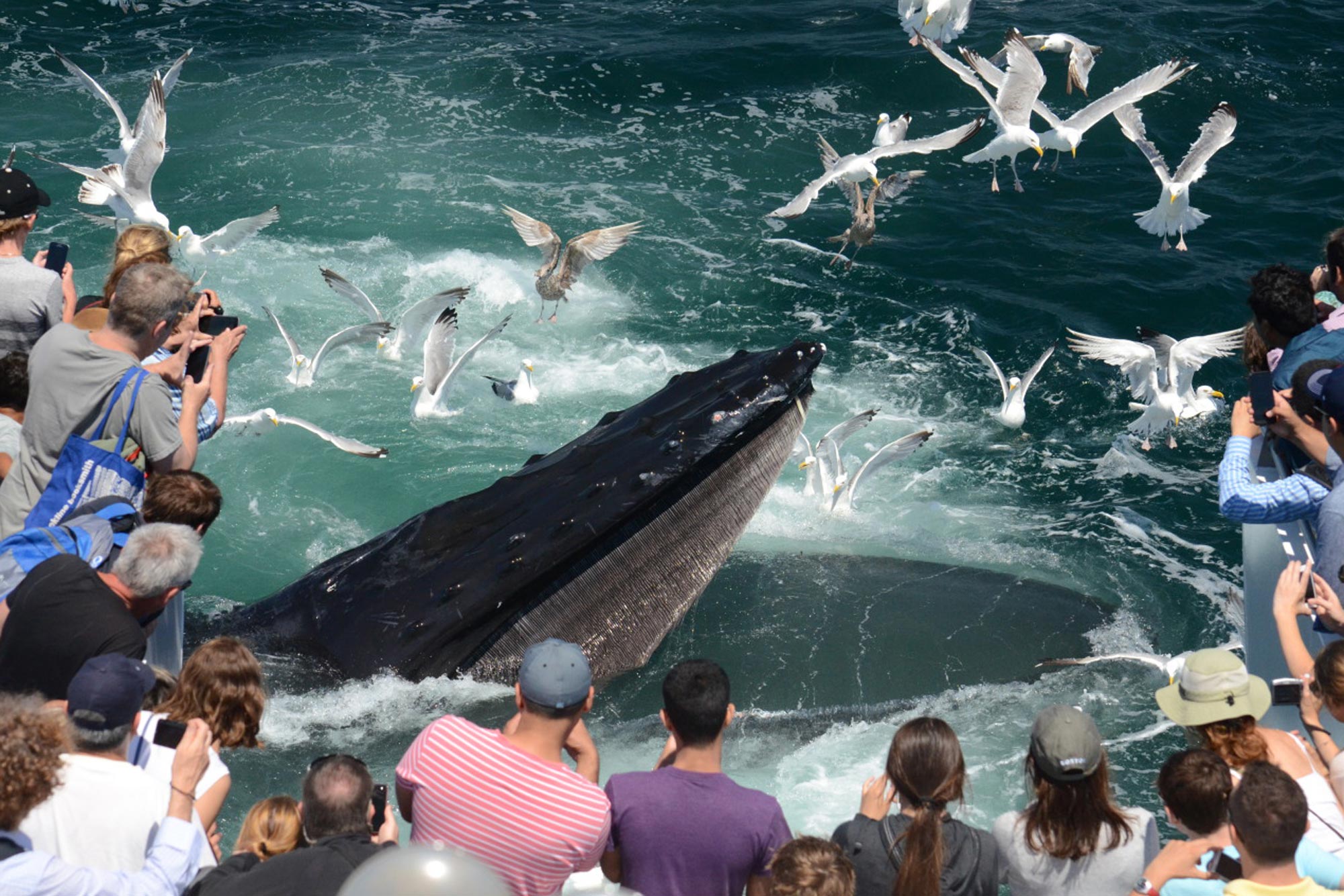 A photo of patrons watching a whale break the water's surface on a whale watch