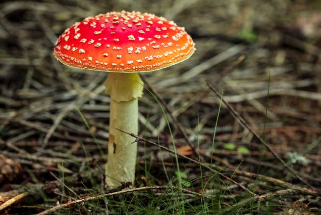 A photo of a mushroom with a red head and white dots