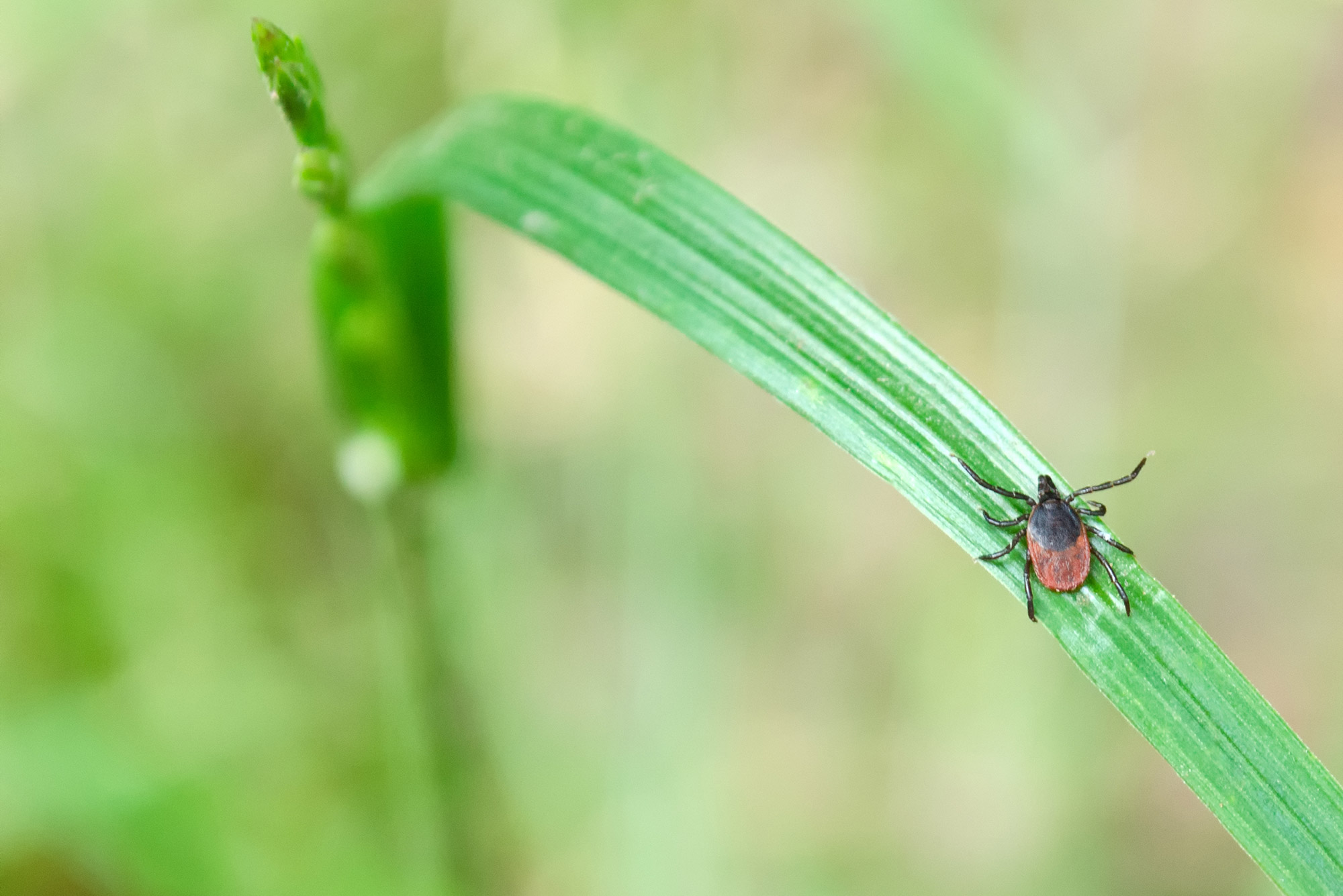 Closeup photo of a black and orange deer tick on a blade of green grass.