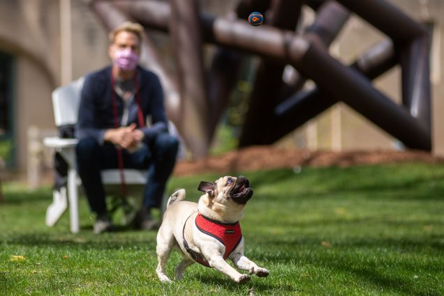 Puck the pug, age two, enjoys the beautiful weather and a ball toss April 30 with his human, Jon Williams. Williams and Puck live near BU and walk campus occasionally “(Puck) loves flirting with the students” Williams said.