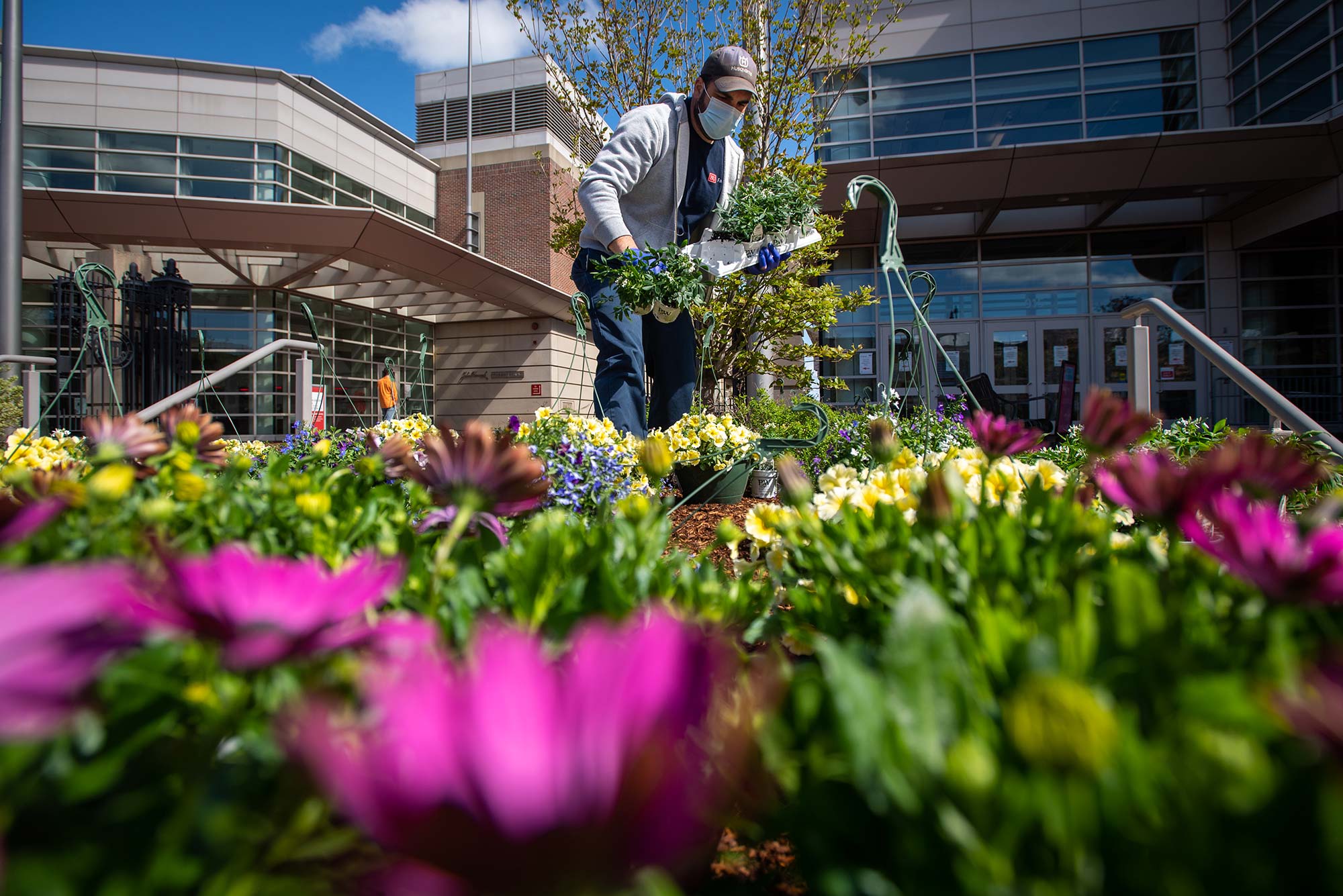Photo of grounds crew member Matthew Pereira laying the flowers outside FitRec. The photo is taken at ground level and the green and pink of flowers is seen blurred in the foreground. Pereira is seen in focus in the background, he wears a baseball cap, face mask and sweatshirt and holds a container of flowers.