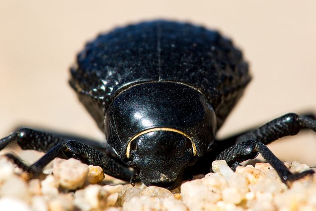 A photo of a beetle