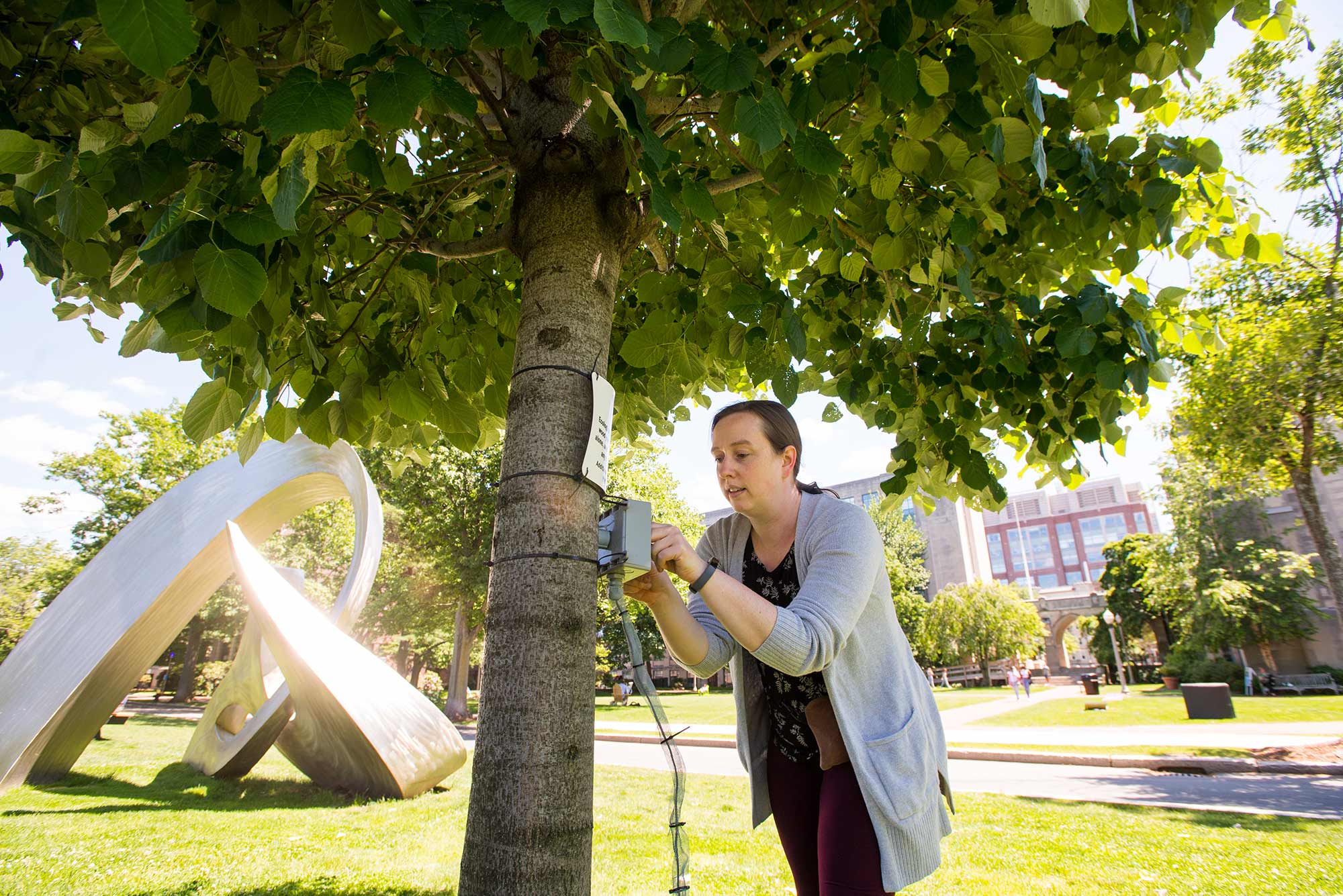 Photo of Joy Winbourne, a post doc from Lucy Hutyras’ lab, checking in on and collecting data from a tree located on BU Beach on June 16. She wears a gray sweater and adjusts something on a gray box that hangs on a tree. Behind her, a large silver sculpture shines in the sun.