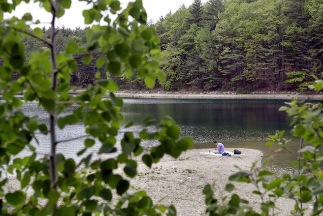 Photo of a woman sitting on a blanket and reading at Walden Pond in May of 2017. The photo is taken behind the branch of a small tree with green, heart-shaped leaves.