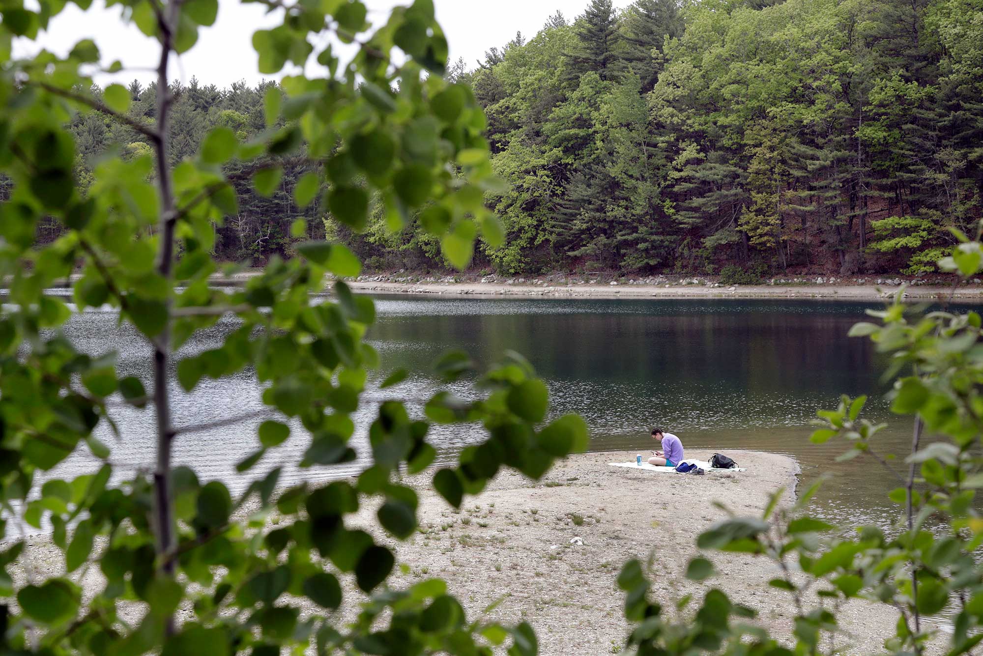Photo of a woman sitting on a blanket and reading at Walden Pond in May of 2017. The photo is taken behind the branch of a small tree with green, heart-shaped leaves.