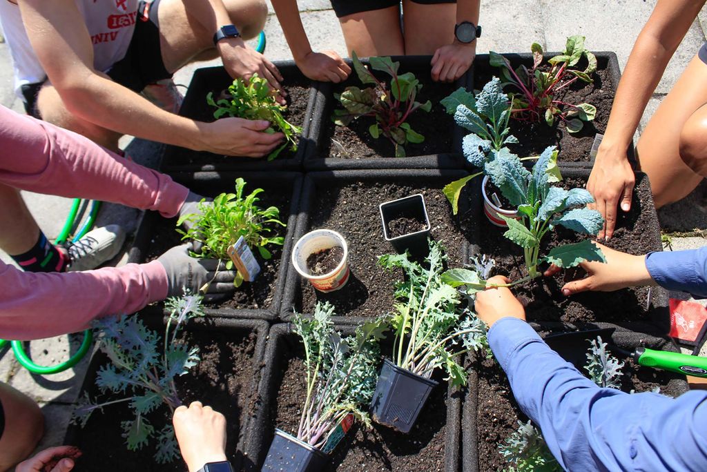 Aerial photo of a bunch of hands reaching in towards the middle of a group of plant pots as students plant kale and spinach seedlings.