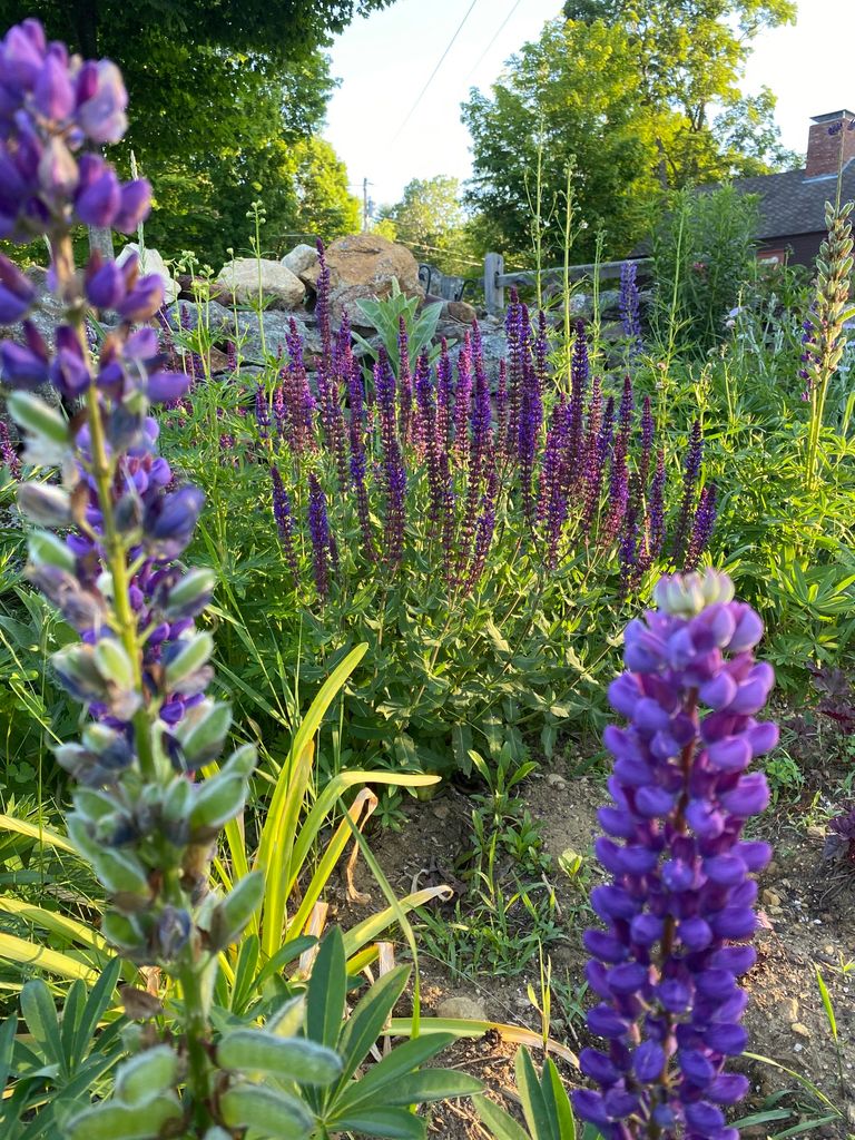Purple lupines and salvia growing in Virginia Sapiro and Graham Wilson's farm in New Hampshire.