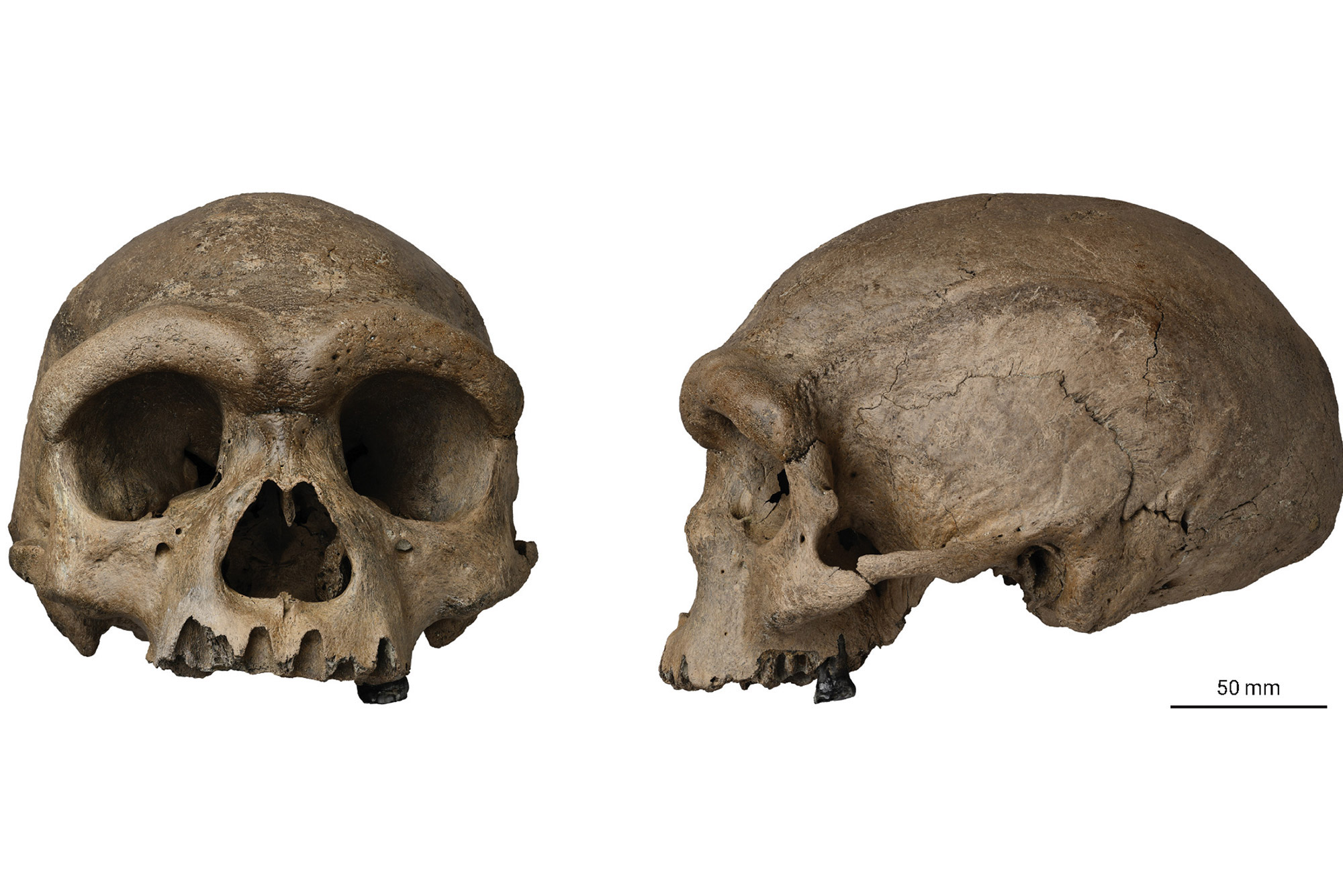 Is “Dragon Man” a Missing Link in Human Evolution? The Brink Boston University image