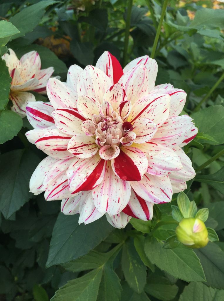 A red and white dhalia growing in Virginia Sapiro and Graham Wilson's farm in New Hampshire.