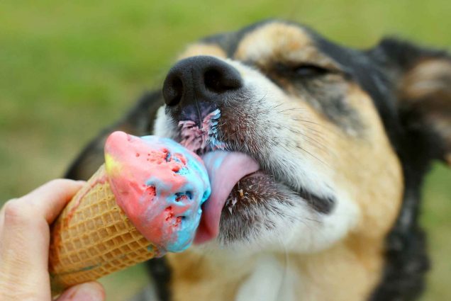 Close-up photo of a German Shepherd dog licking a multi-flavored ice cream cone.