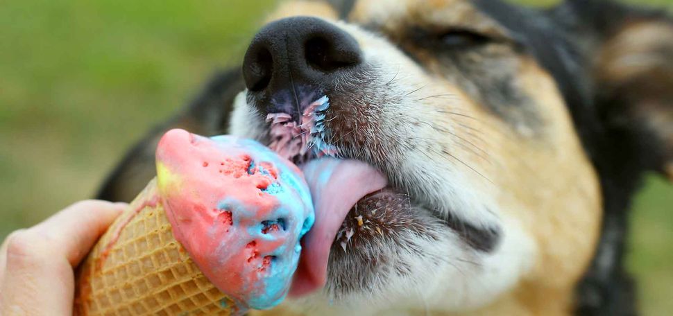 Close-up photo of a German Shepherd dog licking a multi-flavored ice cream cone.