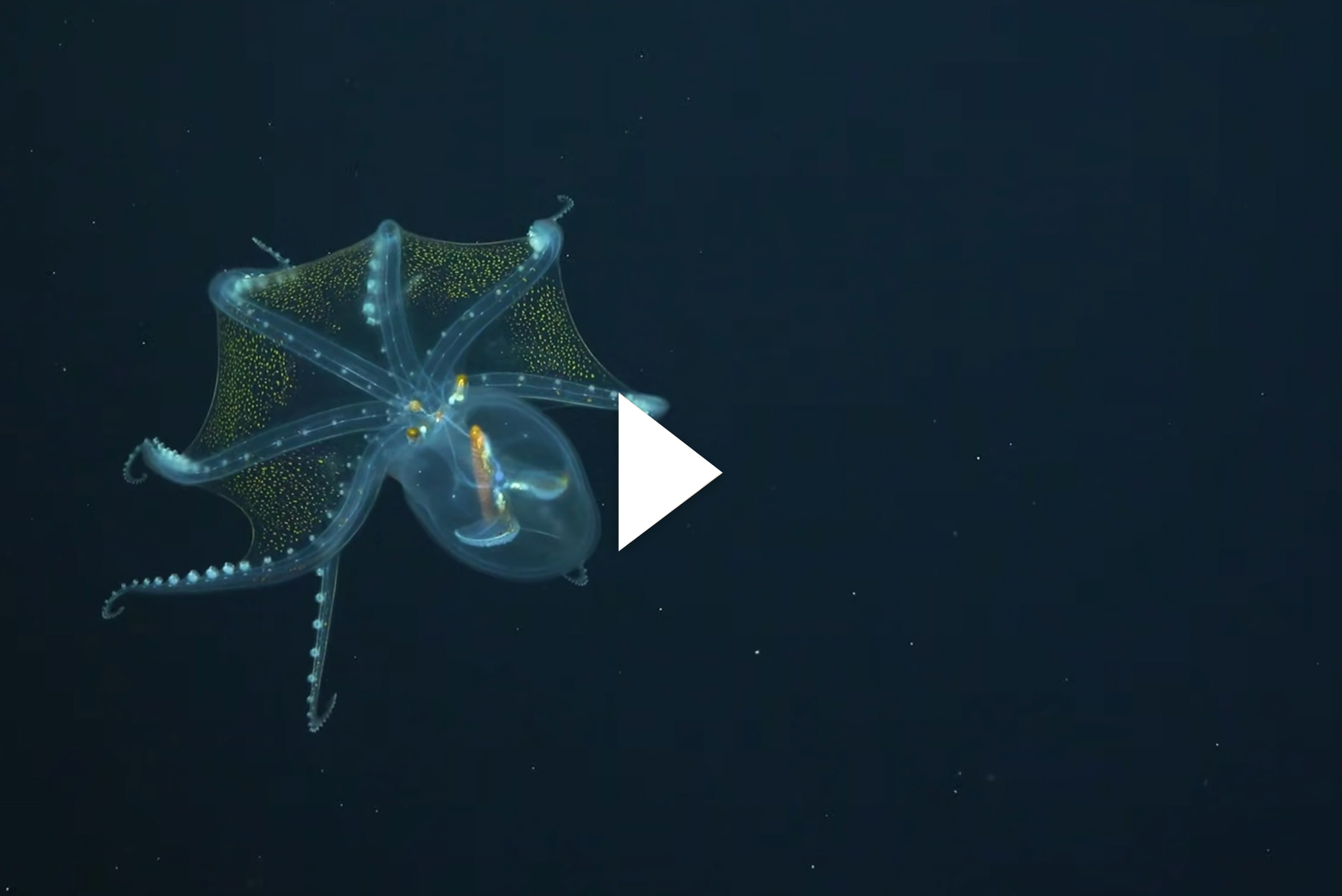Theres More to the Story behind Rare Glass Octopus Footage The Brink Boston University