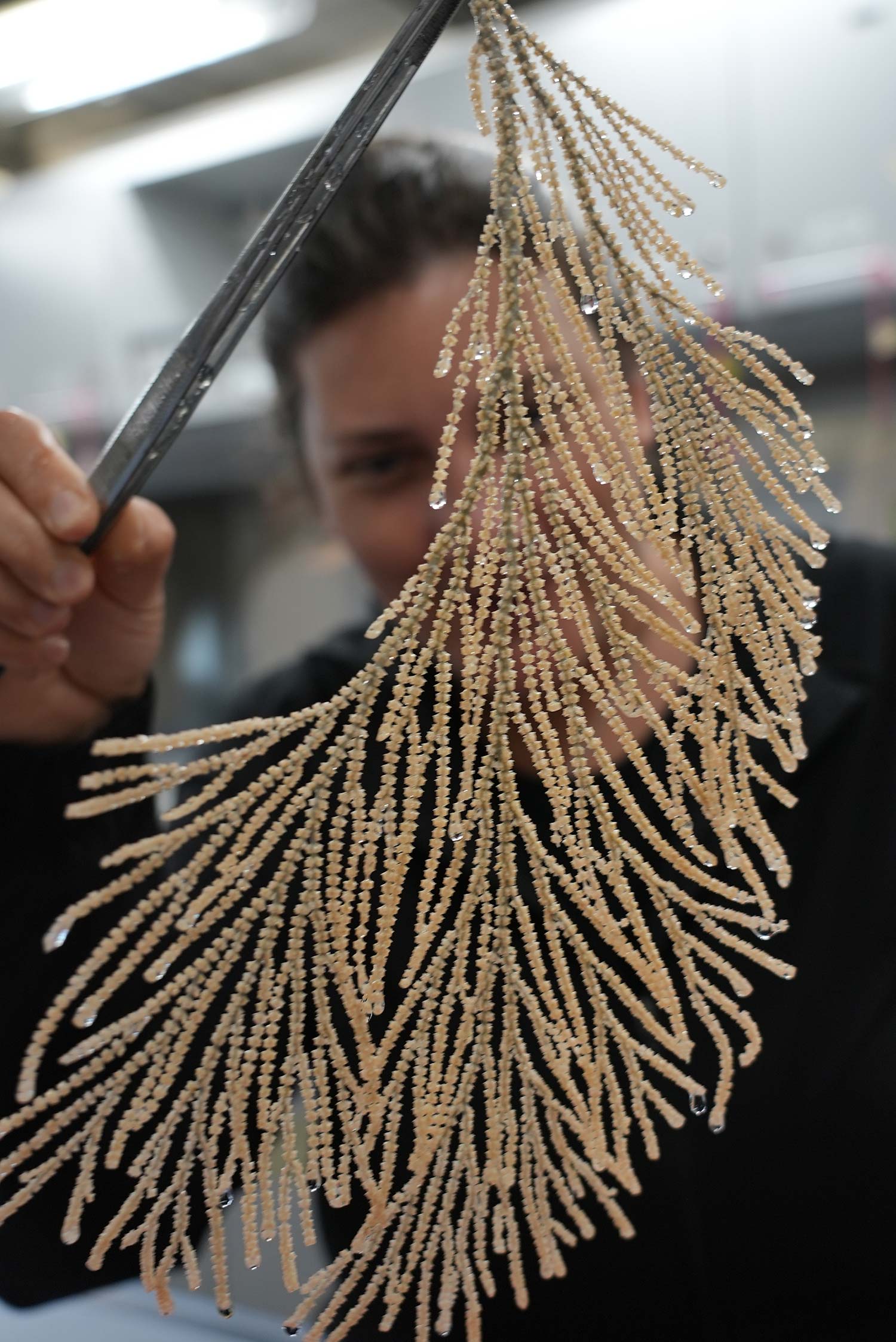 There’s More to the Story behind Rare Glass Octopus Footage The Brink