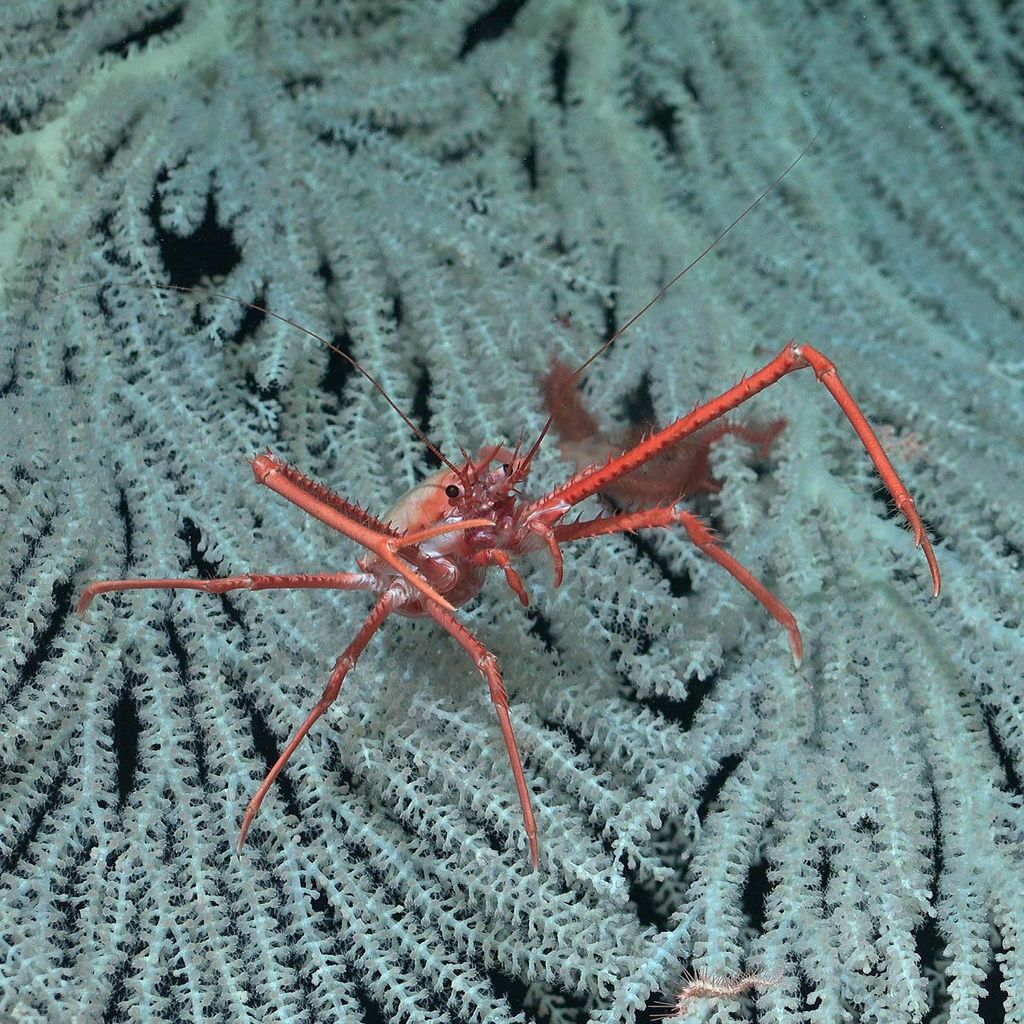 Photo of a crustacean resembling a crawfish on a bright blue piece of either seaweed or coral.