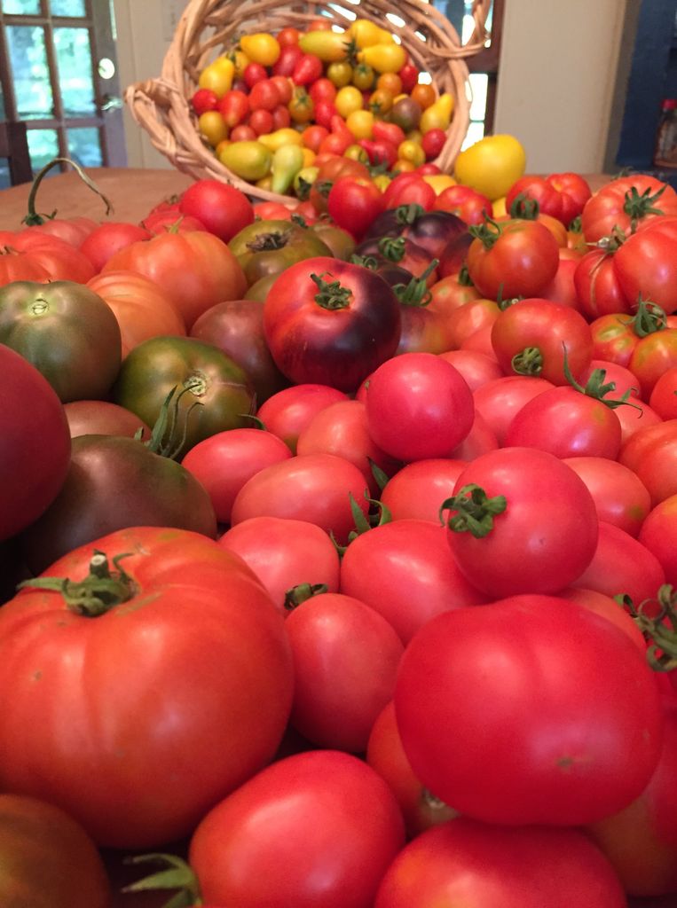 A pile of heirloom tomatoes, grown on Virginia Sapiro and Graham Wilson's farm in New Hampshire, on a table.
