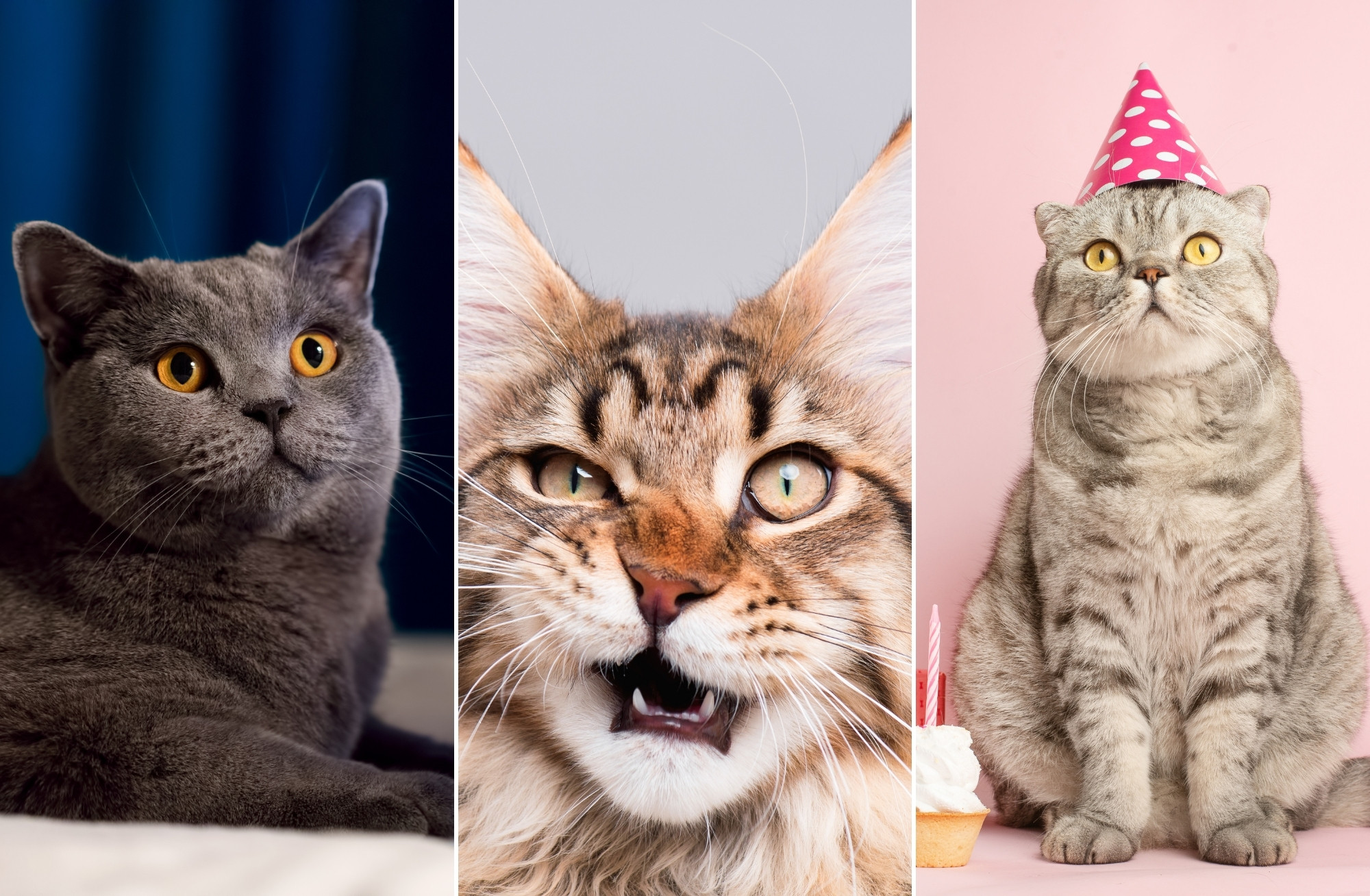 Five Funny Cat Videos in Honor of National Cat Day