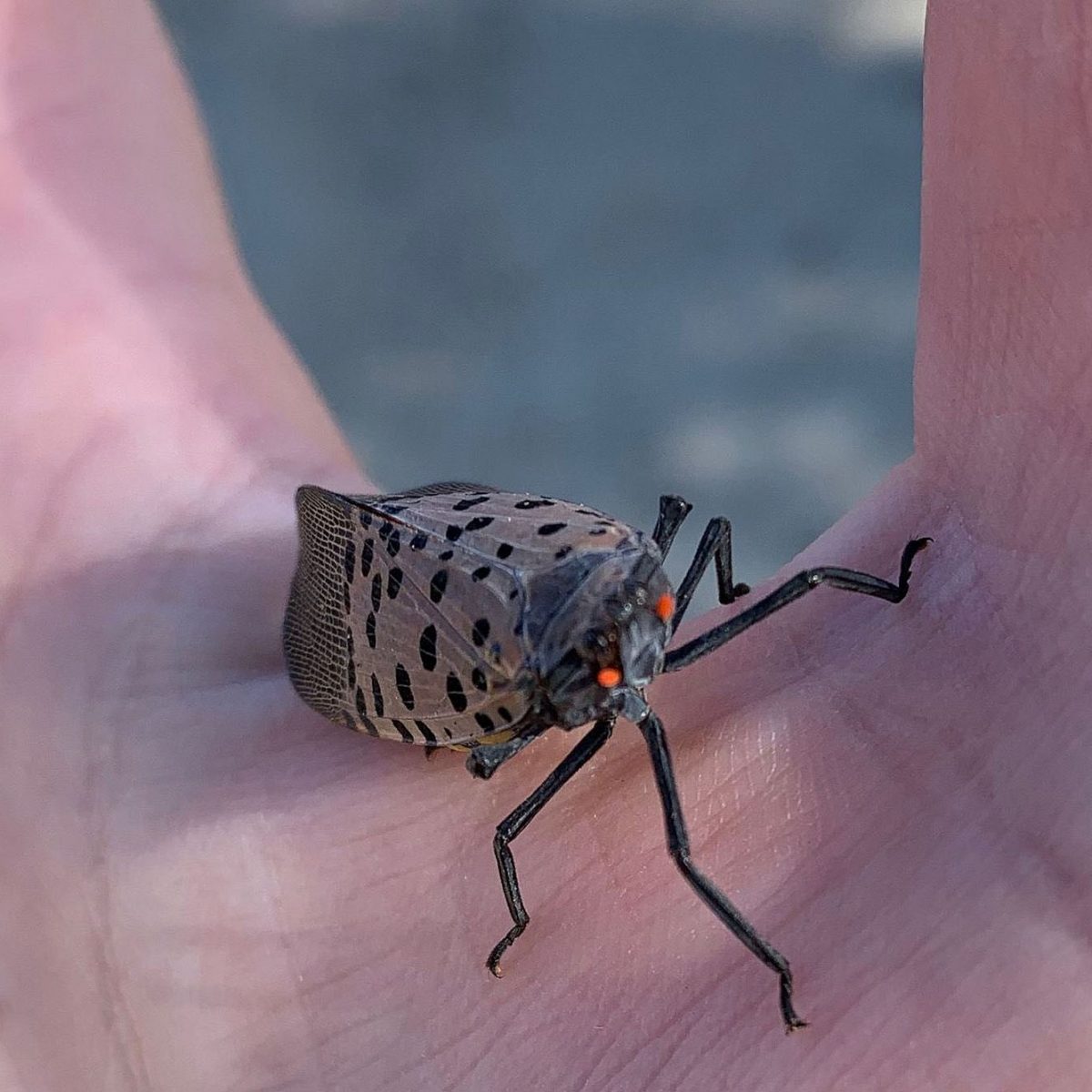 If You See a Pretty Spotted Lanternfly, Report It—Then Squash It The Brink Boston University