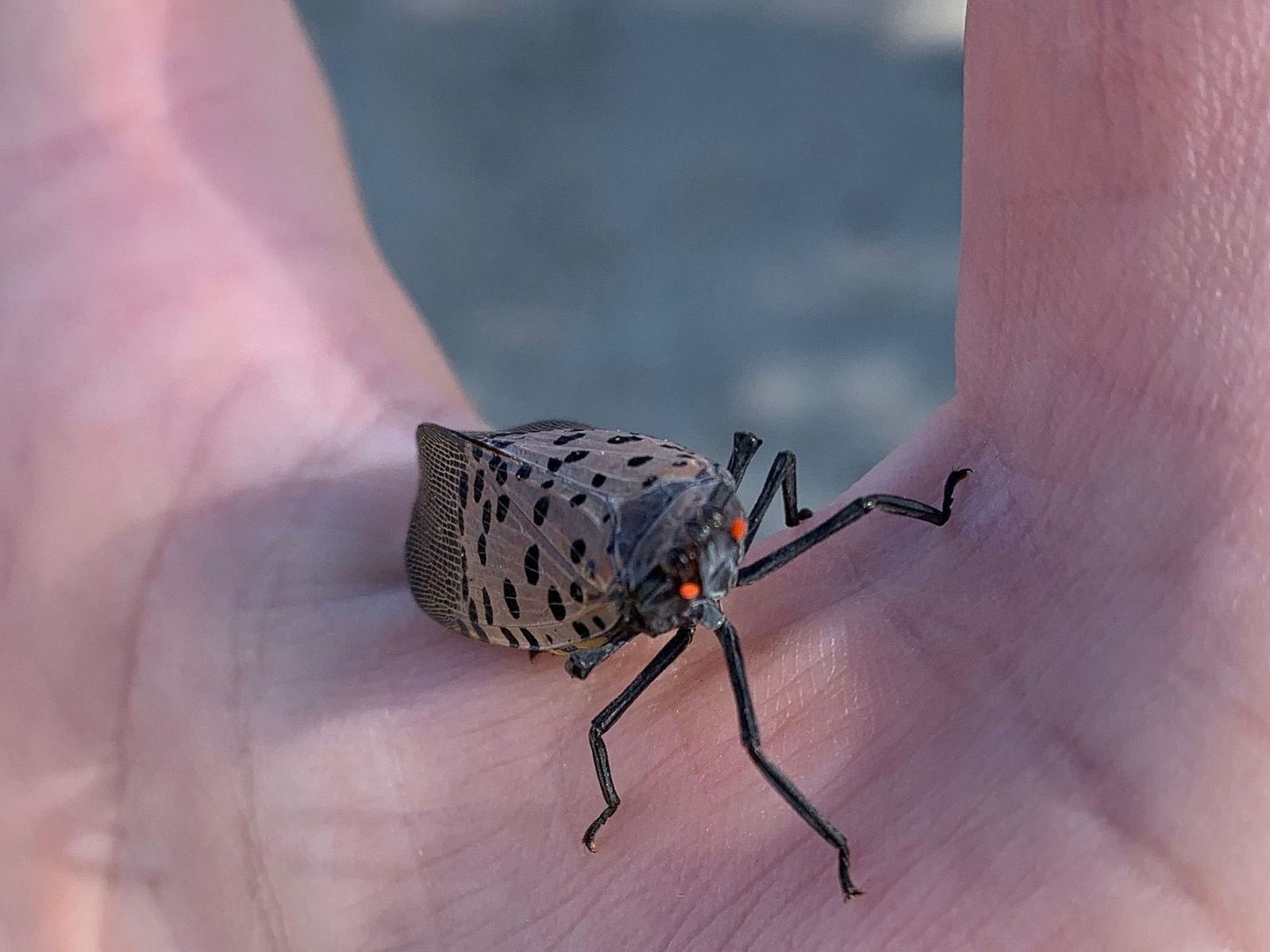 If You See a Pretty Spotted Lanternfly, Report It—Then Squash It The Brink Boston University image